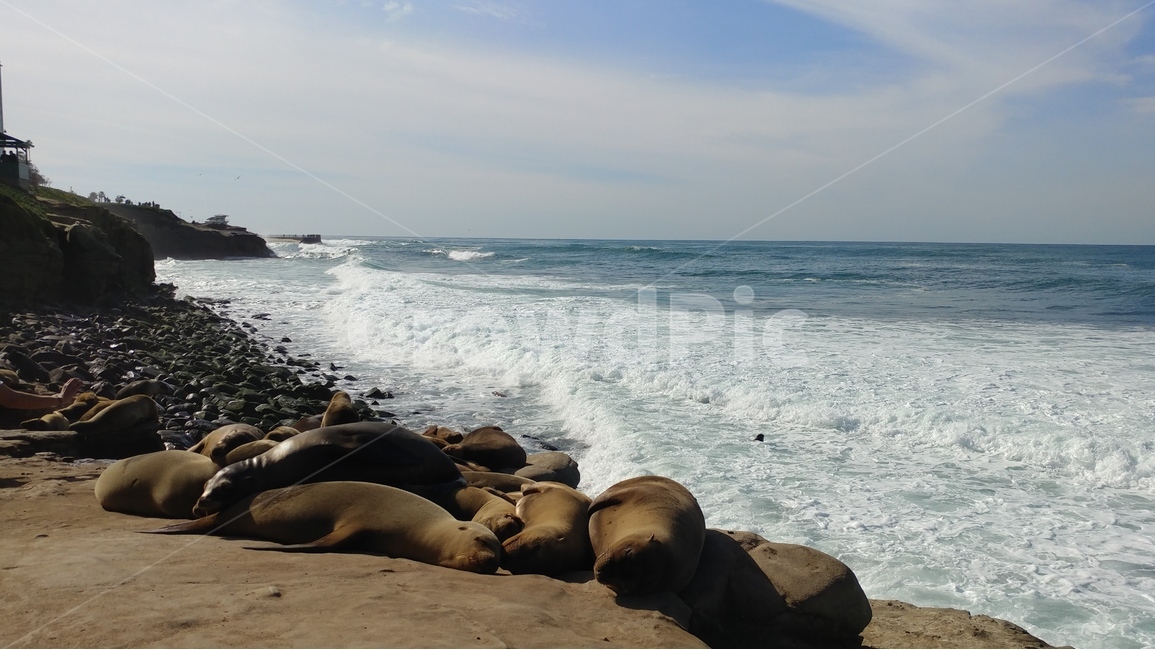 바다,동물,바다사자,잠탱이들,풍경,라호야,샌디에고,켈리포니아,LaJolla,SanDiego,California,sealions,동물,animal,포유류,mammal