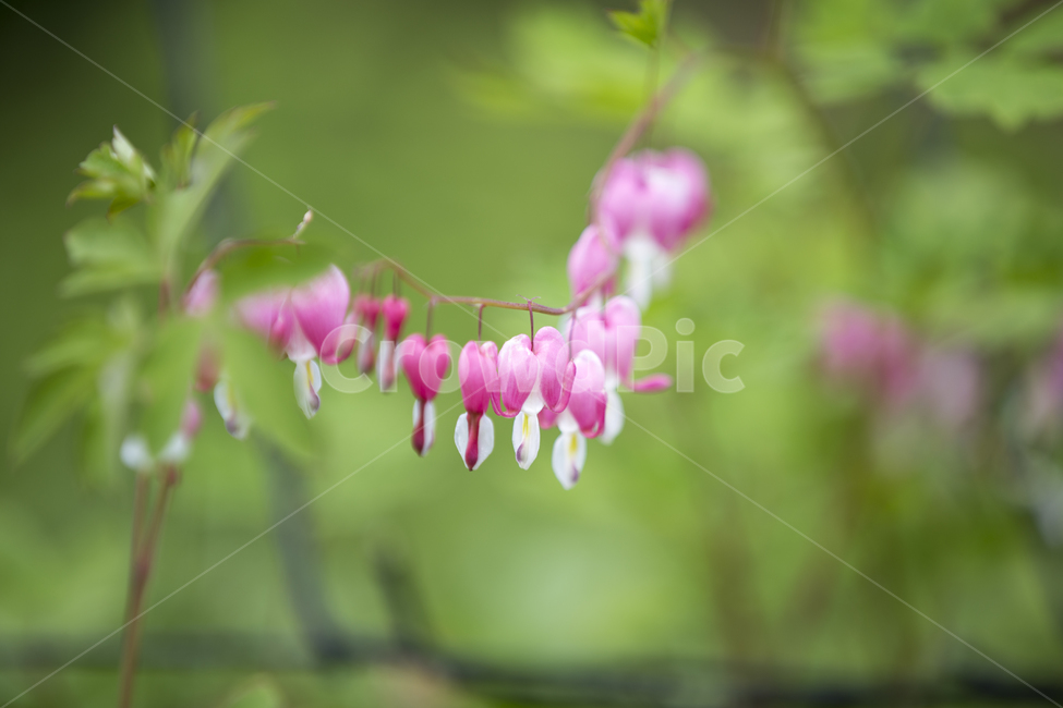 금낭화,꽃,flower,dicentraspectabilis,야생화,야생초,하트모양,꽃말,당신을따르겠습니다,여름,가을,식물,plant,lamprocapnosspectabilis,플라워,산,숲,숲길,정원,garden,forest,path,식물,자연,plants,nature,꽃,flower