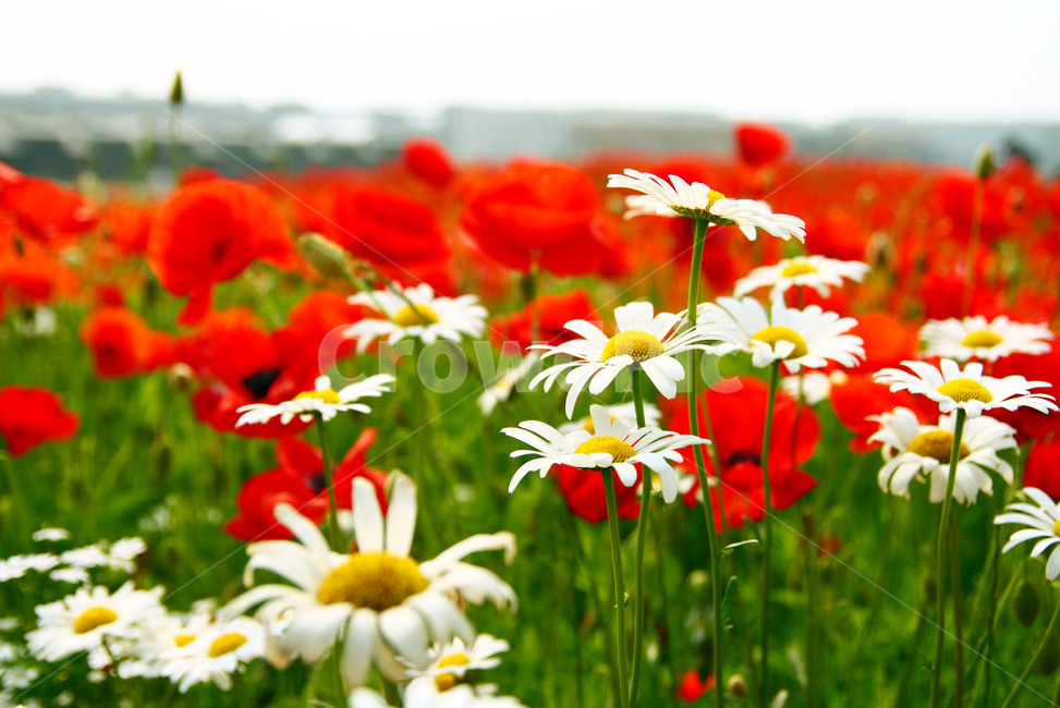 plant,식물,꽃,flower,양귀비,빨강,식물,자연,plants,nature,꽃,flower