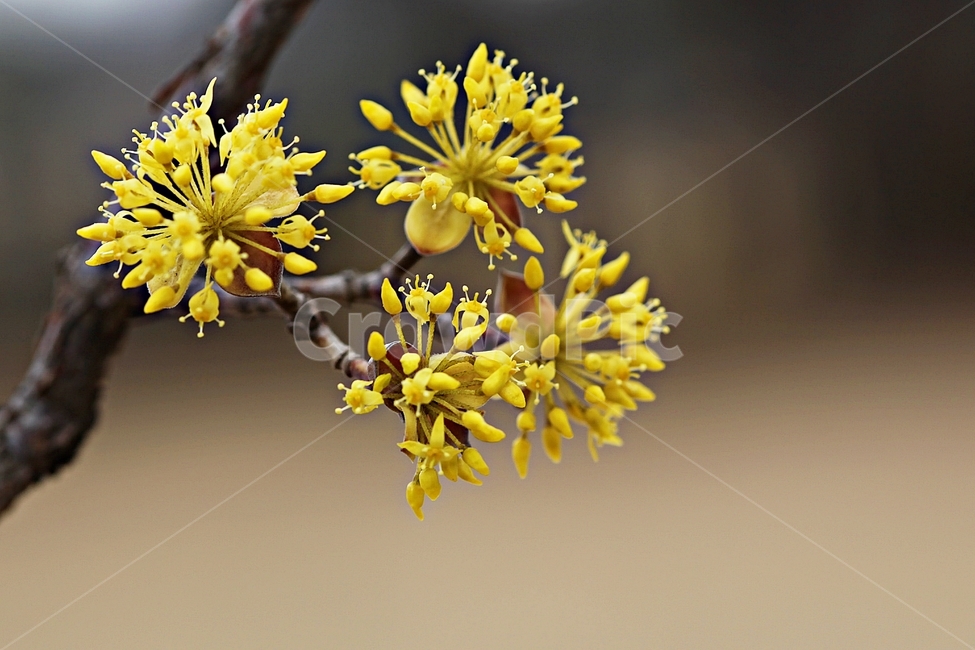 산수유꽃,꽃,산수유나무,자연,배경,봄,계절,spring,season,식물,자연,plants,nature,꽃,flower,plant