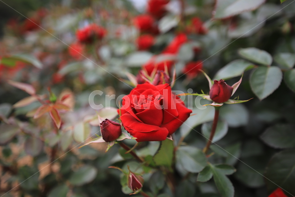 장미,꽃,식물,5월의장미,감성사진,식물,자연,plants,nature,꽃,flower