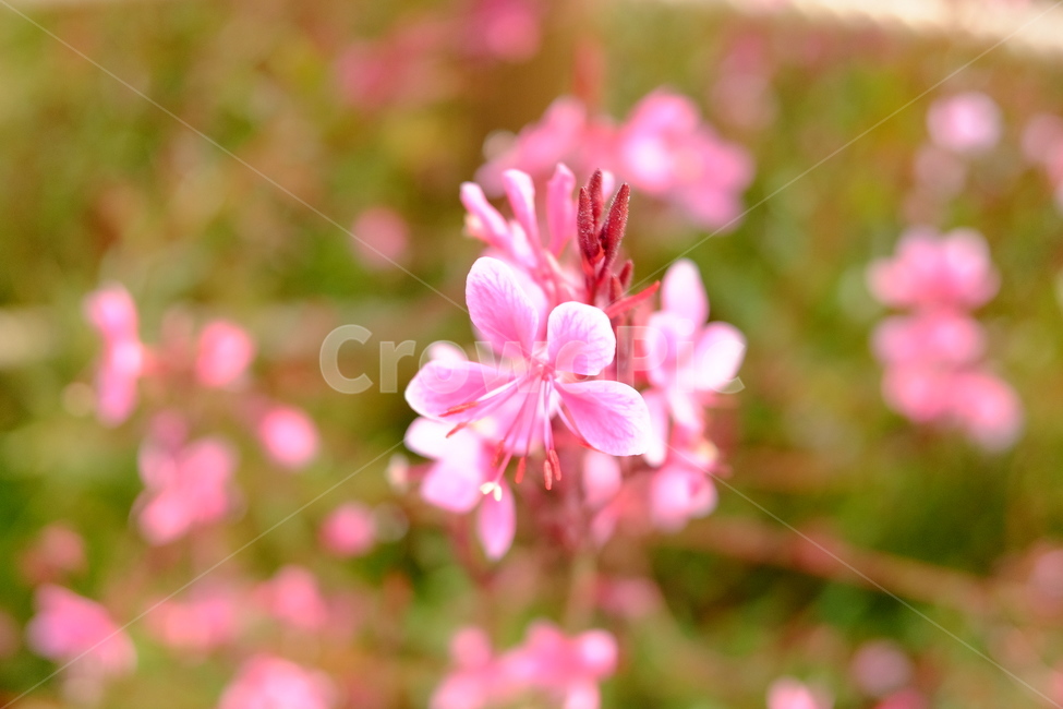 꽃,가우라꽃,식물,분홍꽃,풍경,식물,자연,plants,nature,꽃,flower