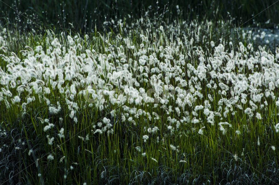 갈대,식물,plant,꽃,flax,엷은황갈색,flower,식물,자연,plants,nature