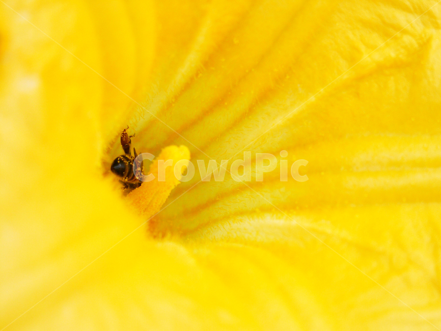 벌,곤충,꿀벌,호박꽃,꽃가루,꽃,flower