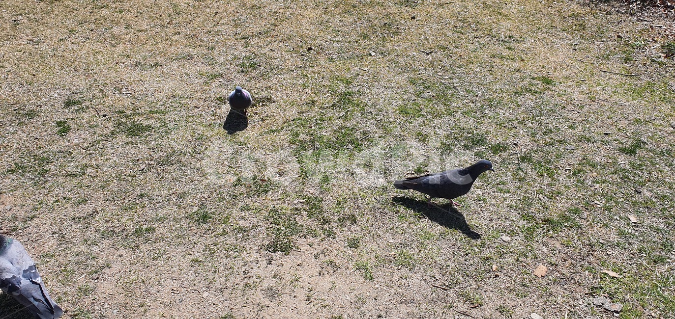bird,animal,동물,비둘기,잔디,귀여운