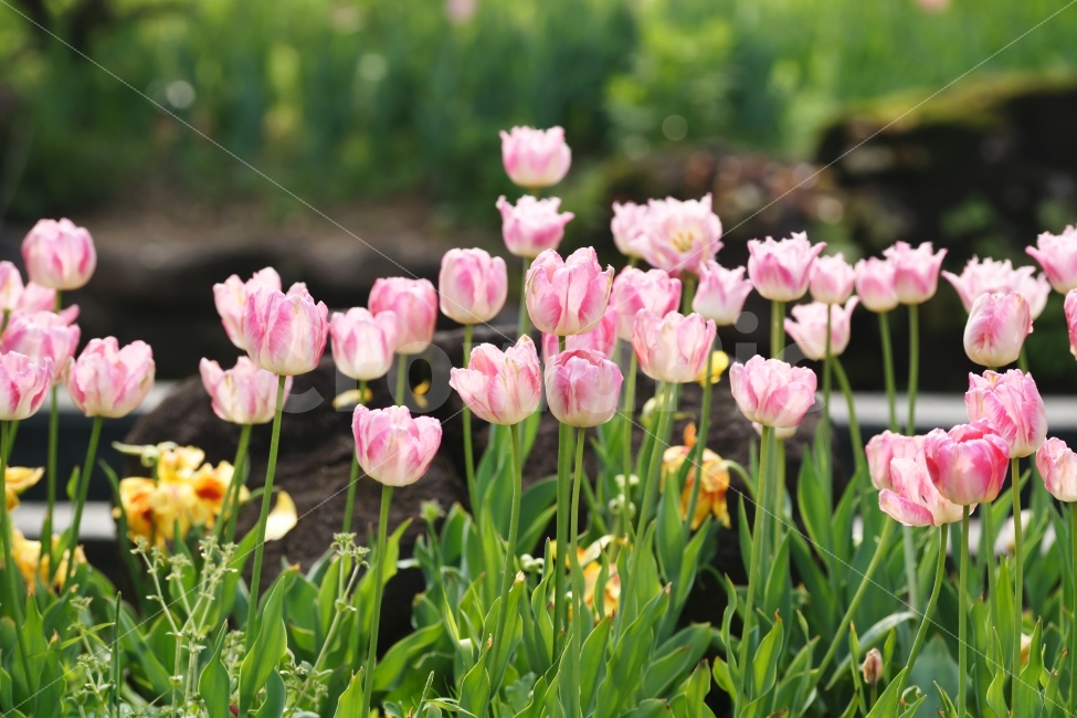 식물,꽃,튤립,분홍,대비,색감,Tulip,식물,자연,plants,nature,봄,계절,spring,season,꽃,flower,plant,blossom