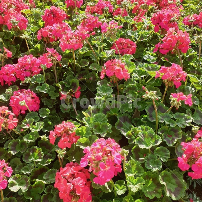꽃,감성,풍경,flower,pinkflower