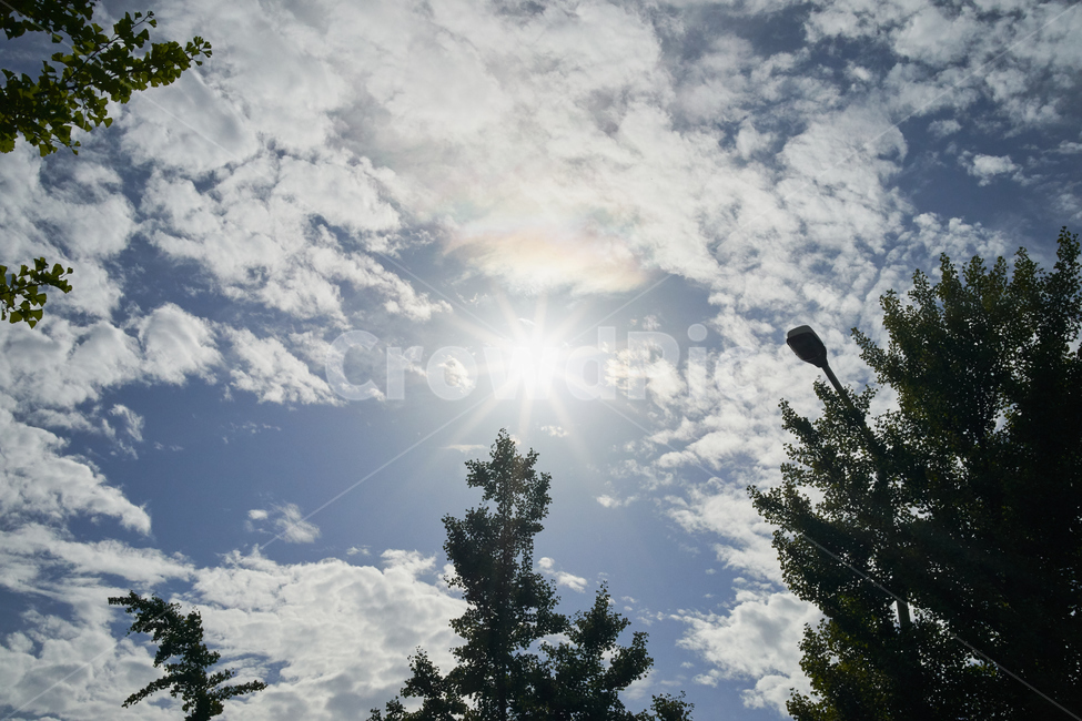 하늘,sky,blue,태양,빛갈림,구름,cloud,오후,자연,풍경,nature,landscape,flare,플레어,light,빛,plant,식물,tree,나무,sunlight,햇빛
