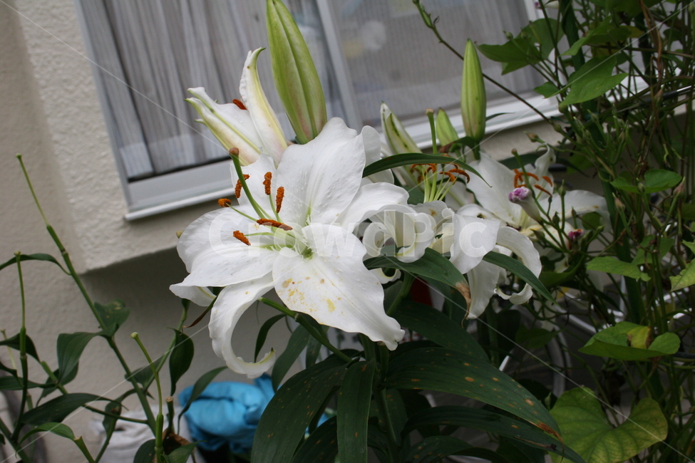 plant,식물,blossom,꽃,flower,하얀꽃