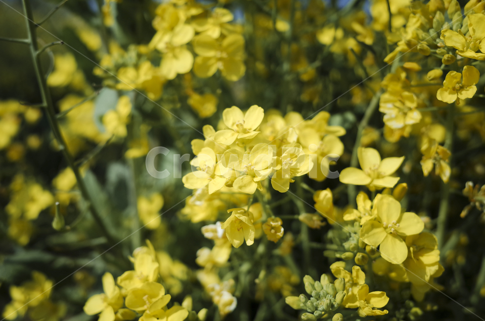 유채꽃,유채,봄꽃,봄,노란꽃,yellow,green,flower,꽃,plant,식물,초록
