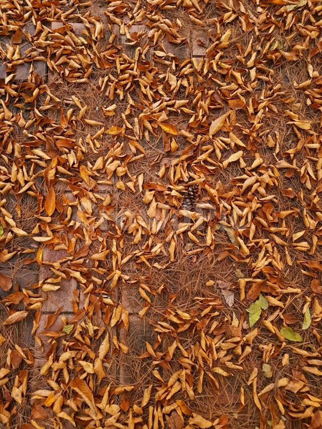 가을,낙엽,솔방울,솔잎,길거리,가을,계절,fall,autumn,season,ground,바닥