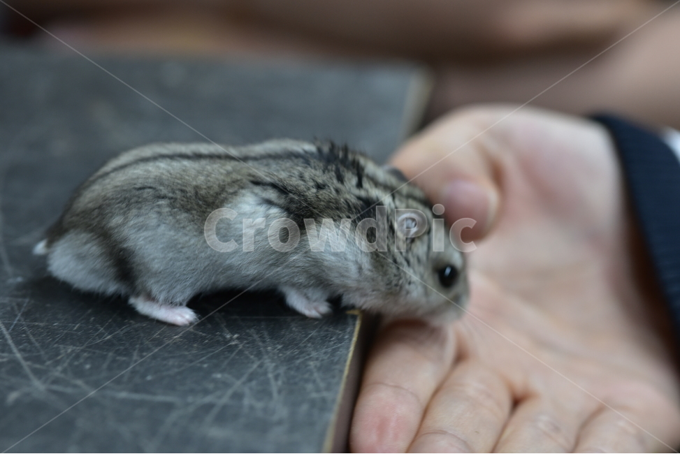 햄스터,동물,애완동물,포유류,펫,귀여움,귀여운,hamsters,mammals,pets,pet,cute,동물,animal,포유류,mammal