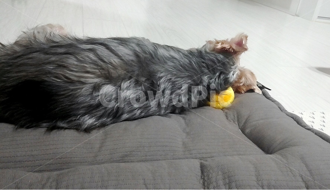 개,강아지,도그,pet,dog,애견,잠,동물,animal,포유류,mammal,개,강아지,dog,doggy