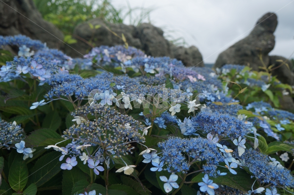 수국,길가,푸른수국,수국더미,도로위,식물,자연,plants,nature,꽃,flower