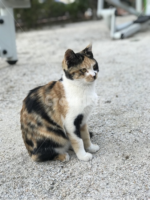 고양이,동물,길고양이,코리안숏헤어,코숏,냐옹이,straycat,koreanshorthair,kitty,길냥이,삼색이,삼색고양이,옆모습,animal