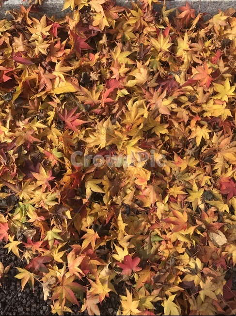 단풍잎,가을,가을감성,낙엽,잎,mapleleaf,maple,leaf,autumn,fall