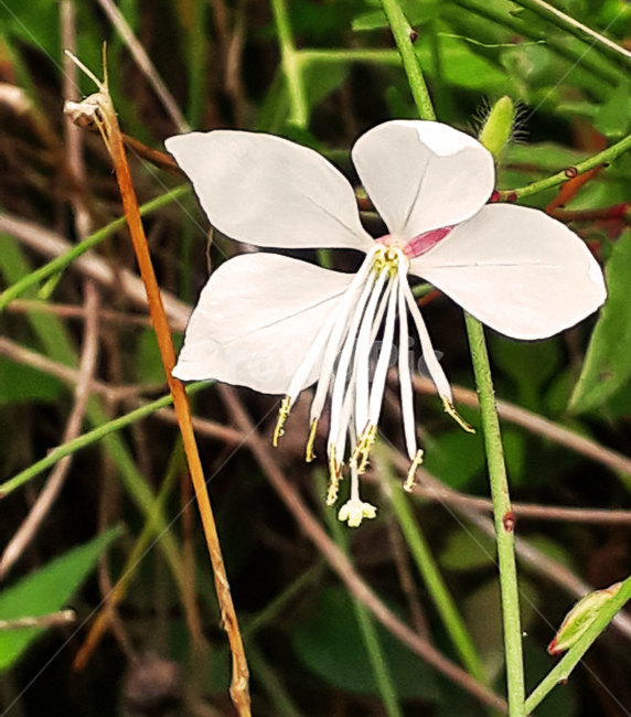 plant,식물,blossom,꽃,야생화,하얀꽃,식물,자연,plants,nature,꽃,flower