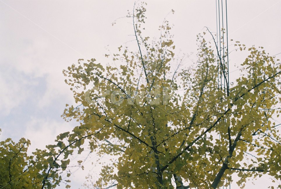 전깃줄,나무,하늘,은행잎,가을,가을,계절,fall,autumn,season,tree,plant,식물