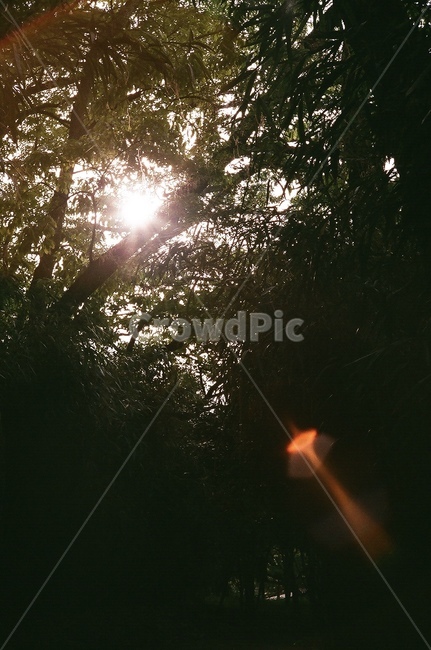 나무,여름,햇빛,숲,tree,forest,summer