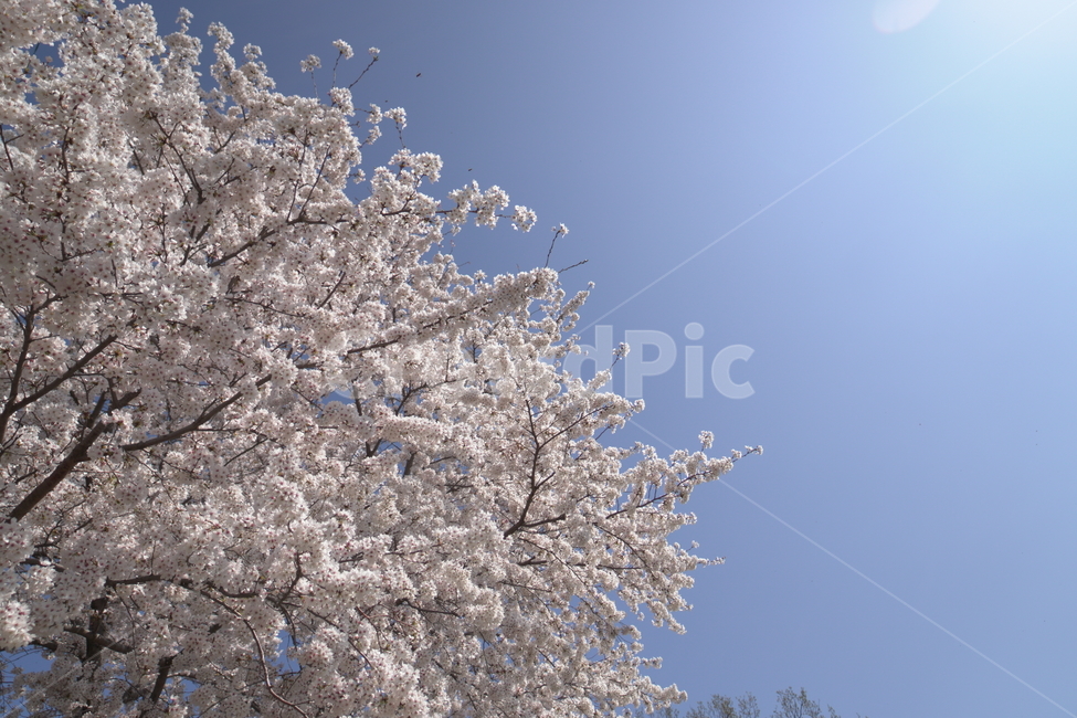 plant,blossom,꽃,식물,봄,봄하늘,벚꽃,하늘,flower,나무,풍경,자연,감성,감성사진,봄,계절,spring,season