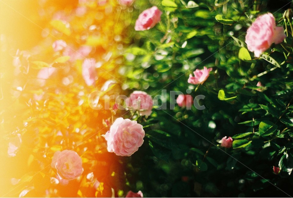 꽃,나무,감성,식물,자연,봄,식물,자연,plants,nature,꽃,flower,감성,sensible,feeling