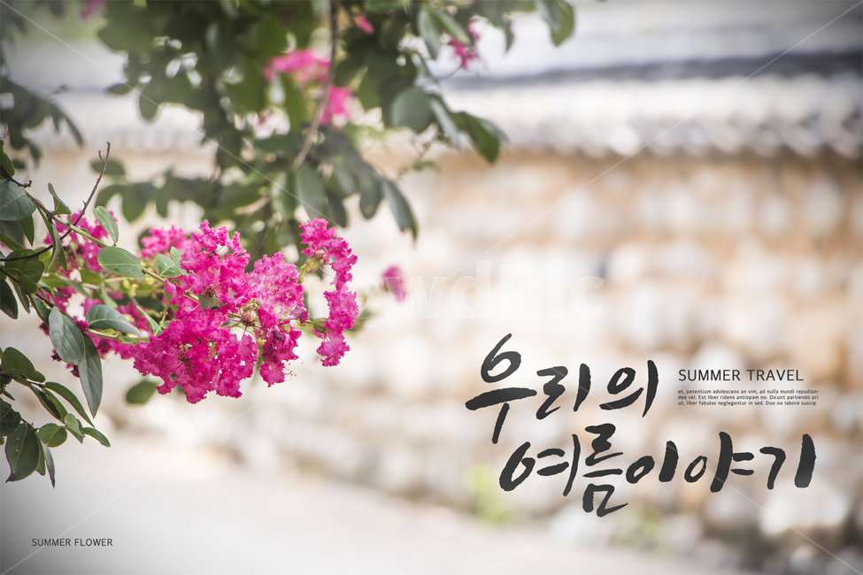 배롱나무,흙담,여름,감성,캘리,캘리그라피,손글씨,붓글씨,힐링,표지,브로슈어,전단지,카달로그,한국전통,한국문화,korean traditional,korean culture,식물,자연,plants,nature,꽃,flower,건축물,건물외관,exterior,building,structure,architecture,construction,캘리그라피,손글씨,calligraphy