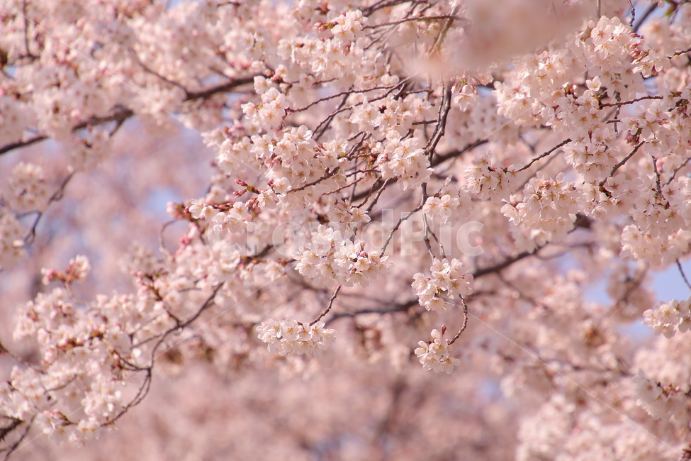 벚꽃,봄,꽃,cherryblossom,flower,spring,봄꽃,분홍색,계절,봄이미지,봄날,벚꽃축제,flowers,식물,아름다운,배경,바탕,연분홍색,핑크색,우아한,beautiful,예쁜,화려한,season,garden,자연,pink,감성,꽃잎,nature,봄,계절,spring,season,식물,자연,plants,nature,꽃,flower,plant,blossom