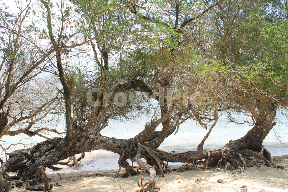 인도네시아,길리,해변,나무해변,나무,indonesia,gili,beach,treeandbeach,treeonthebeach,vacation,고즈넉