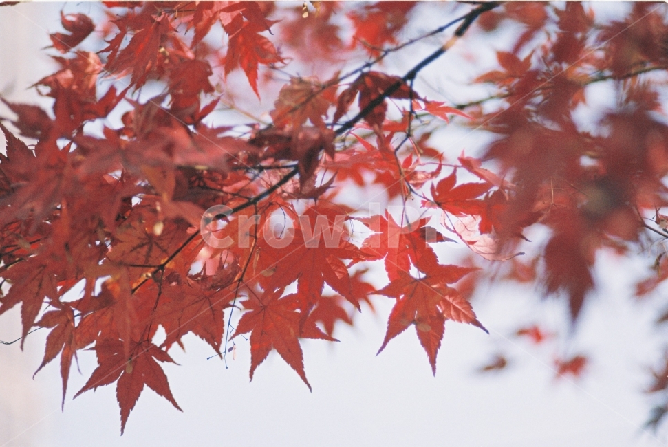 	가을,단풍,낙엽,필름사진,감성,계절,필름,감성사진,예쁜사진,배경화면,바탕화면,나뭇잎,가을사진,필름카메라,노랑,쓰레받이,청소,Autumn,autumnleaf,leaf,yellow,fall,film,background,자연,nature,natural,가을,계절,fall,autumn,season,식물,자연,plants,nature,감성,sensible,feeling,plant,잎,tree,나무,maple