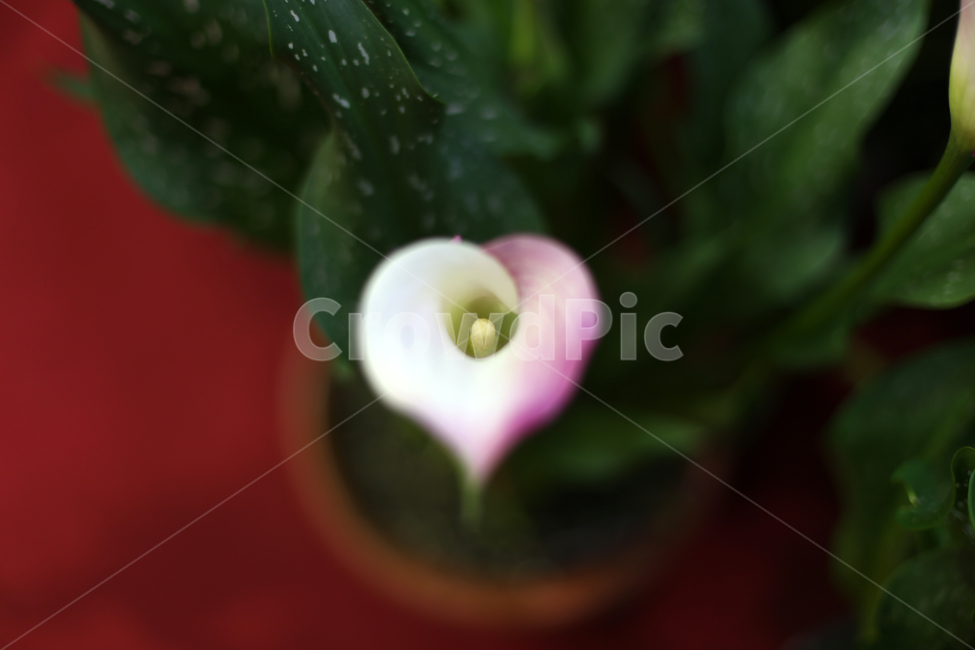 꽃,flower,하트,love,한송이