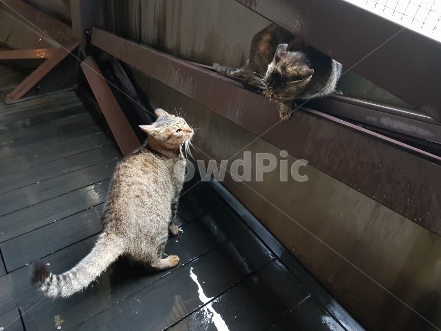 고양이,싸움,경쟁,노려보다,눈싸움,애완동물,동물,같이,더불어,반려동물,앙숙,반려묘,원수,장난,놀이,생활,함께,배경,암투,의식,cat,fight,동물,animal,포유류,mammal,고양이,cat,kitten,kitty