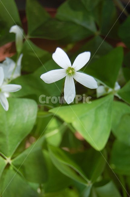 꽃,잎,화단,청초,꽃잎,꽃술,plant,식물,flower,blossom,geranium,제라늄