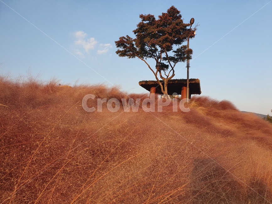 들판,목초지,야외정자,동산,가을풍경,자연,nature