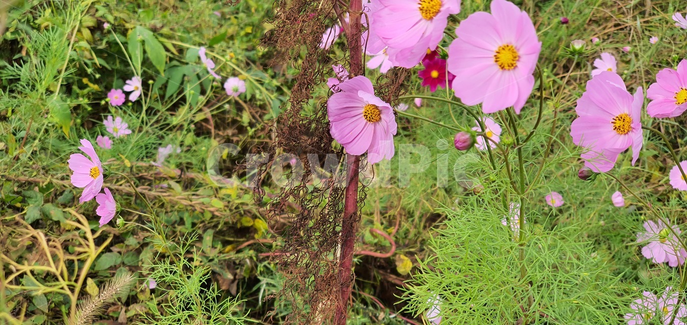 landscape,clear,nature,color,day,weather,beauty,climate,seasonal,background,season,high,beautiful,blossom,flower,꽃,plant,식물,식물,자연,plants,nature,꽃,flower