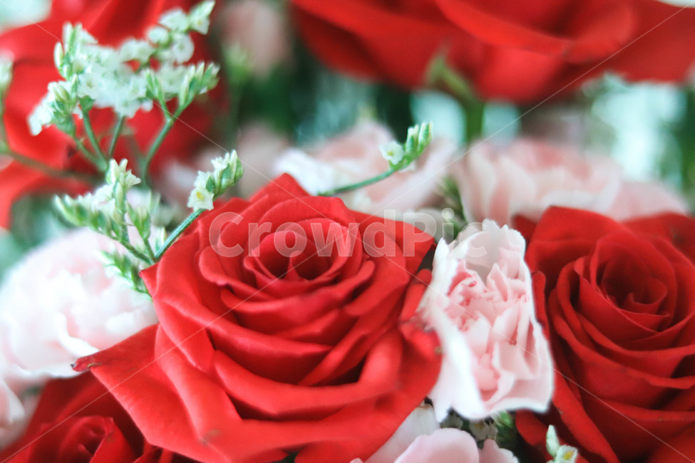 꽃,장미,안개꽃,빨간장미,분홍장미,아름다운,꽃,flower