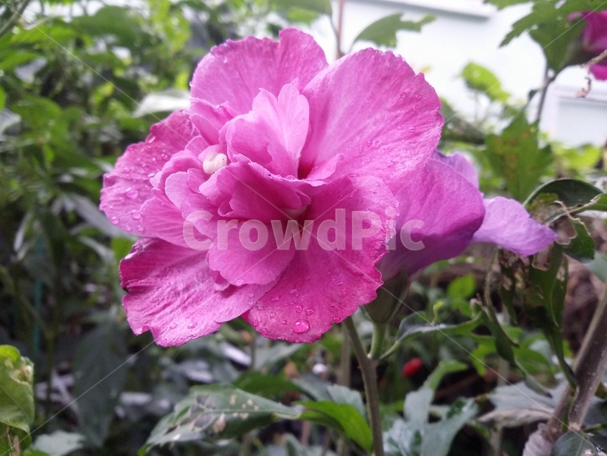 flower,꽃,plant,식물,자연,식물,자연,plants,nature,꽃,flower