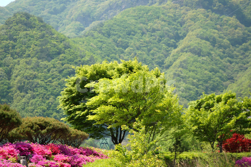 나무,고목,바람,산,동구밖,자연,풍경,nature,landscape,outdoors,옥외