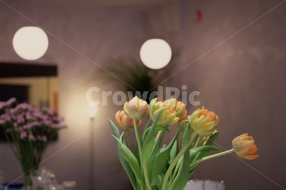 튤립,나무,전등,light,flowers,green,꽃,flower,실내용화초,화분,화초,house plant