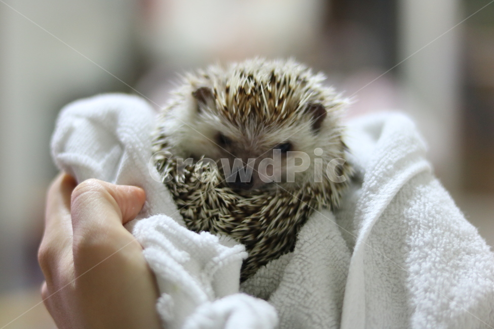고슴도치,애완동물,고슴도치샤워,동물사랑,이쁜고슴도치,동물,animal,포유류,mammal