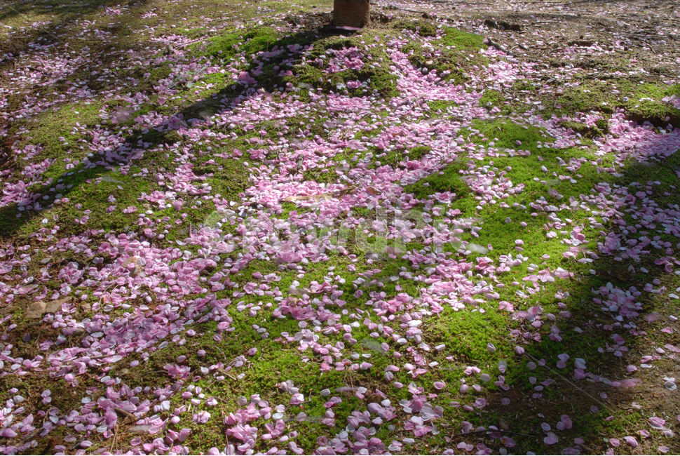 봄꽃,계절,벚꽃,낙화,바람,꽃,flower