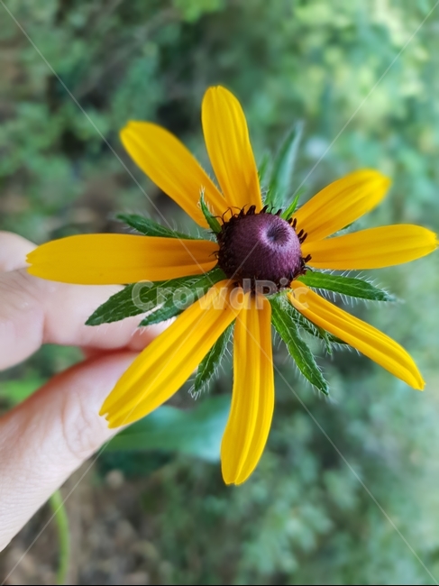 루드베키아,꽃,식물,자연,노랑색,그린,여자손,plants,nature,green,flowers,식물,자연,plants,nature,꽃,flower,사람,인물,인간,human,person,신체일부,몸,body