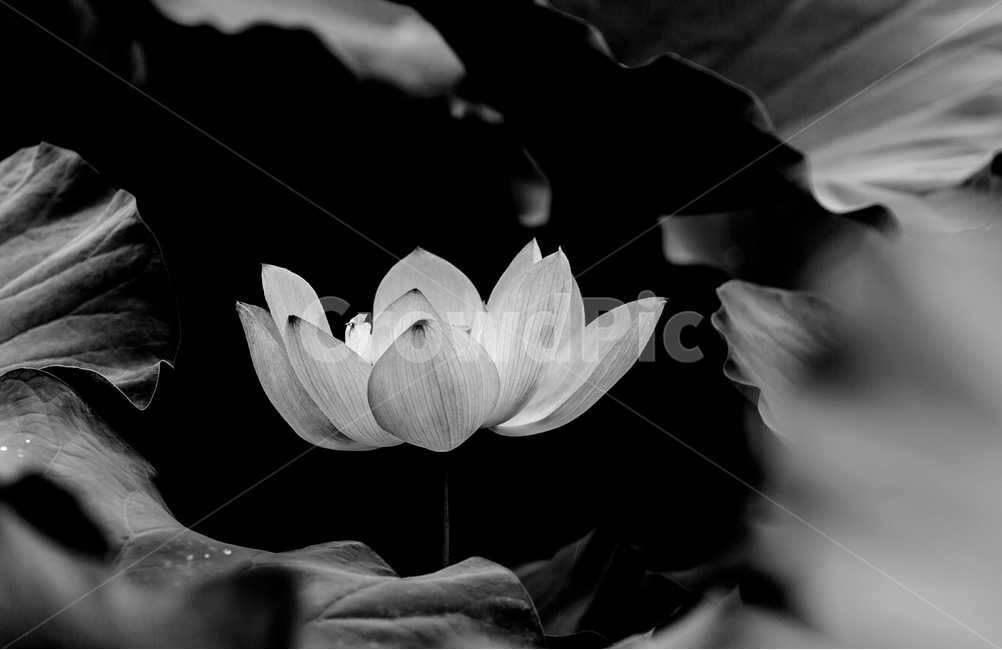 연꽃,연잎,습지,문양,무늬,식물,자연,plants,nature,꽃,flower,흑백,모노톤,monochrome,black and white