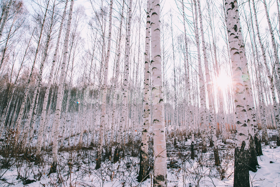 설경,눈풍경,자작나무숲,인제,자작나무,풍경,풍경사진,여행사진,여행,자연,nature,landscape,식물,plants,나무,trees,wood,흑백,모노톤,monochrome,blackandwhite,감성,한국자연풍경,한국자연경관,koreanlandscape,눈꽃,원대리,배경,백그라운드,snow,겨울,계절,winter,season,자연,풍경,nature,landscape,식물,plants,나무,trees,wood,감성,sensible,feeling,휴식,힐링,rest,relaxation,healing,tree,plant