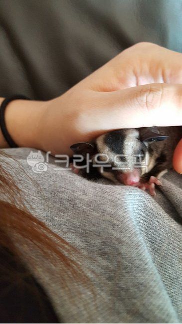 애완동물,슈가글라이더,귀여움,가족,자는모습