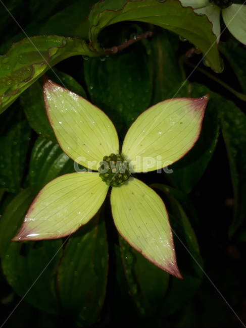 나무,꽃,산딸나무,녹색,식물,식물,자연,plants,nature,꽃,flower