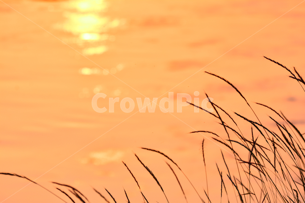 감성,노을,석양,들풀,해질무렵,sunset,riverside,flowers,아름다운,강변,강물,물,water,햇빛,반사,그리움,feeling,emotion,sensible,landscape,야외,풍경,식물,들꽃,오렌지색,주황색,노랑색,물결,wave,웨이브,잔잔한,분위기,느낌,식물,자연,plants,nature