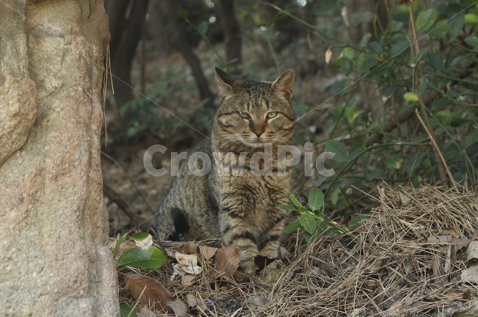 공원,park,고양이,cat,kitten,tabby,얼룩,얼룩고양이,길고양이,mammal,포유류,cute,귀여운,동물,animal,포유류,mammal,고양이,cat,kitten,kitty