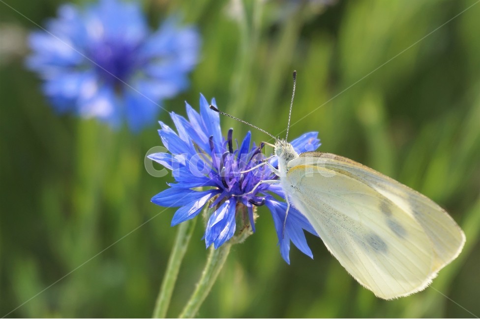 꽃,들꽃,강가,산책로,flower,flowers,riverside,trail,butterfly,나비,식물,자연,plants,nature,꽃,flower,동물,animal,곤충,벌레,insect,bug