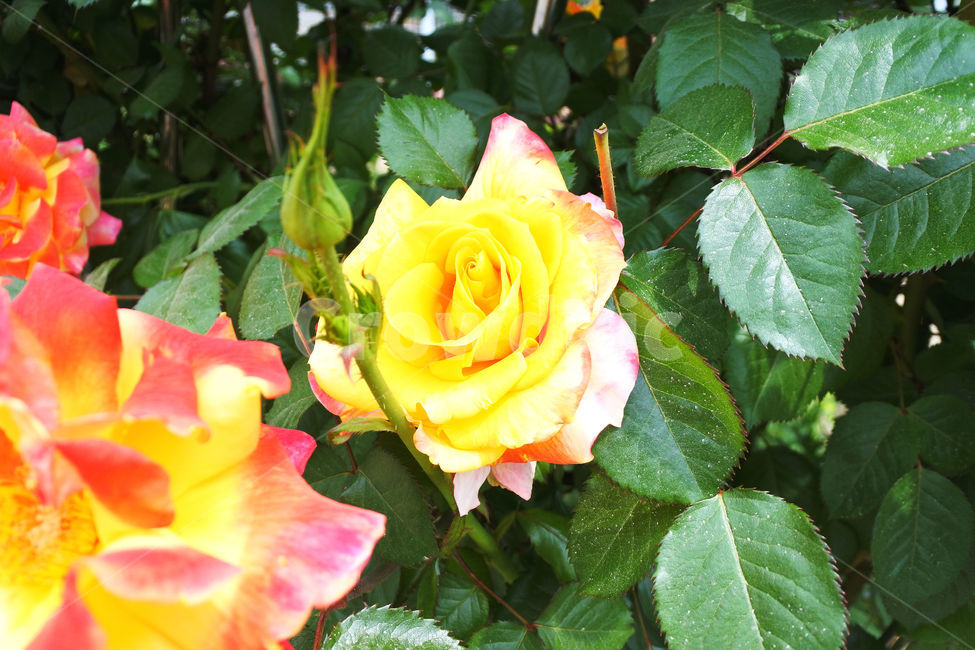 장미,여름,자연,꽃,로즈,색감,green,rose