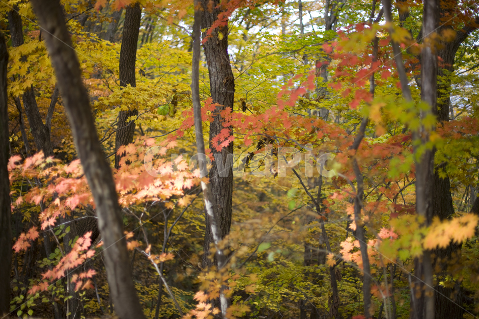 단풍,가을산,나무,숲,가을,가을,계절,fall,autumn,season,tree,plant,식물,leaf,잎